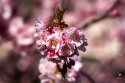 Körsbärsblommor i rosa och vitt
